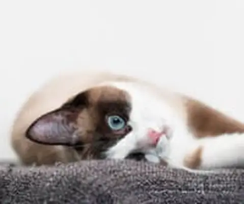 Snowshoe cat