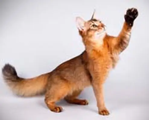 Somali cat