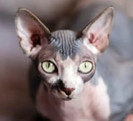 Sphynx cat