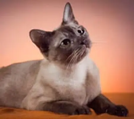 Tonkinese cat