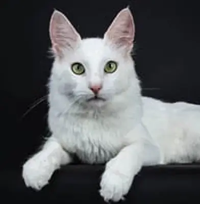 Turkish Angora