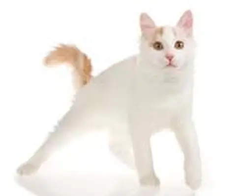 Turkish Van