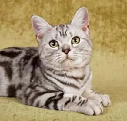American Shorthair