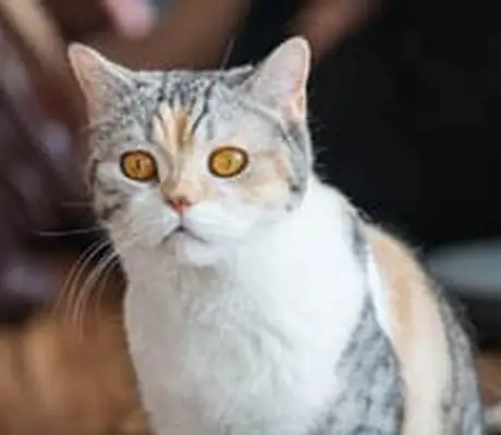 American Wirehair