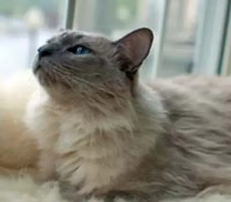 Balinese cat