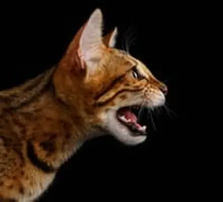 Bengal cat