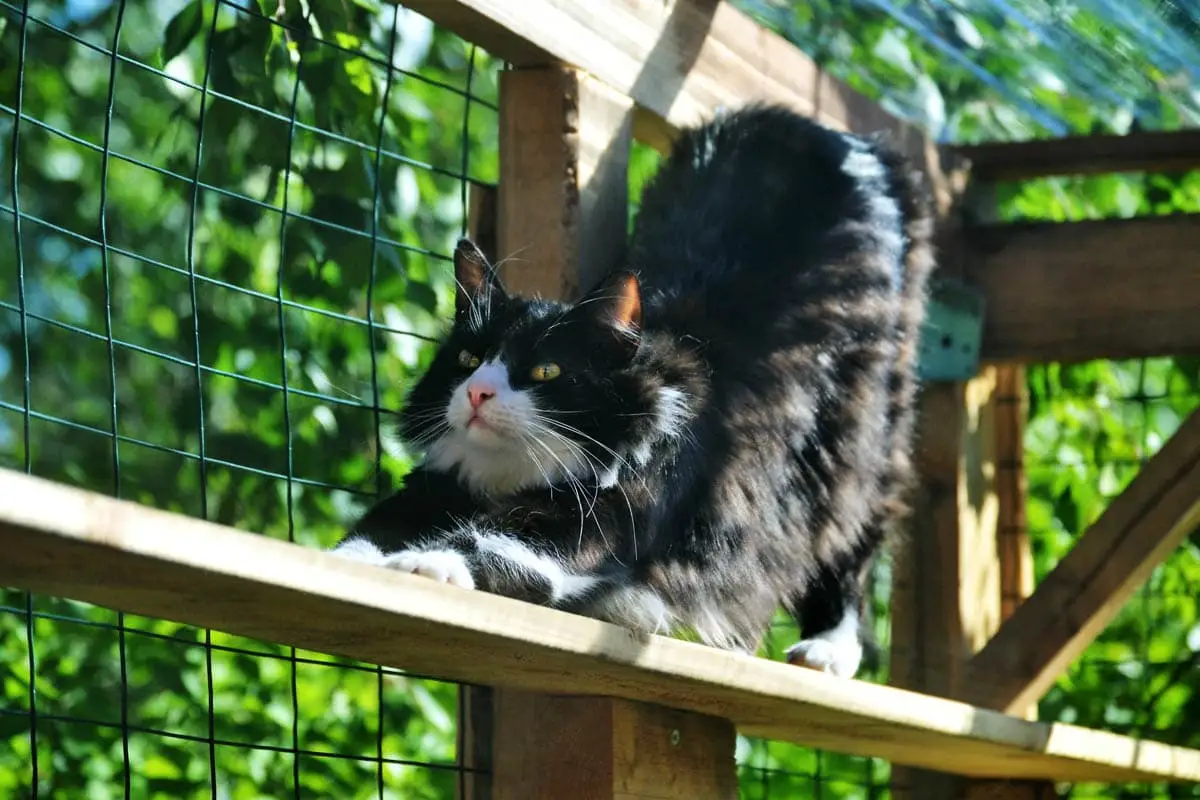 Cat in an enclosure