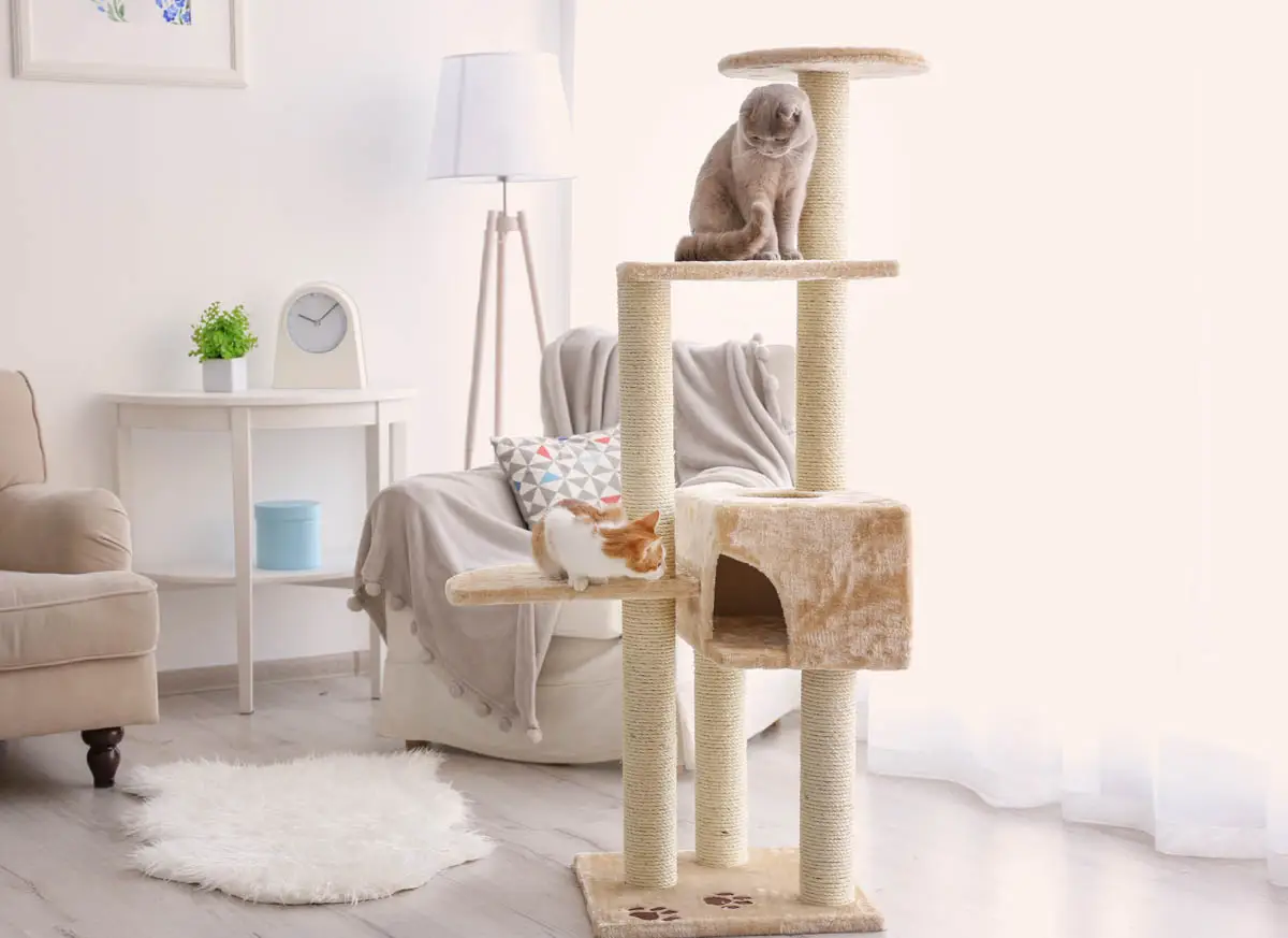Two cats on a cat tree