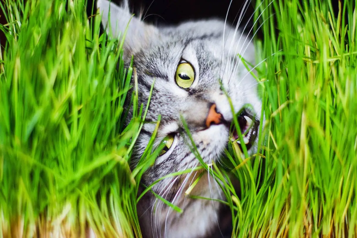 Why do cats eat grass?