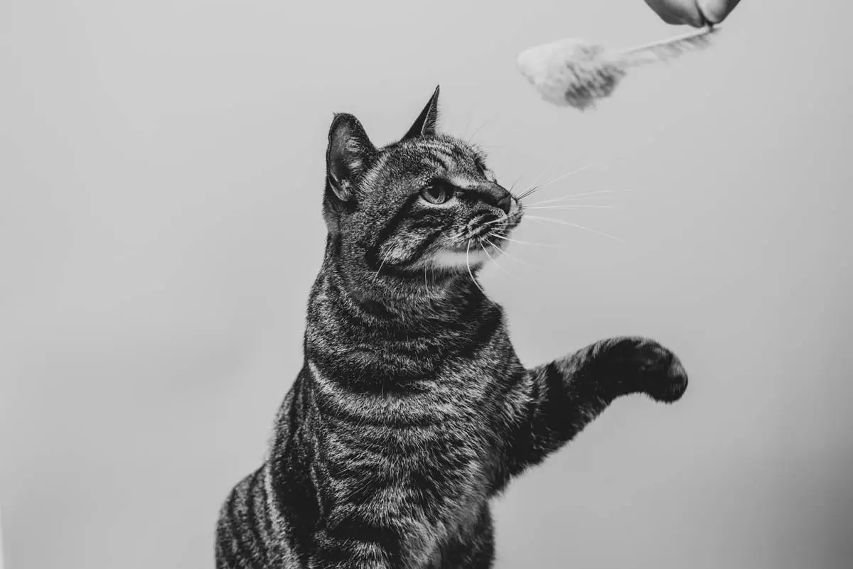Cat play therapy