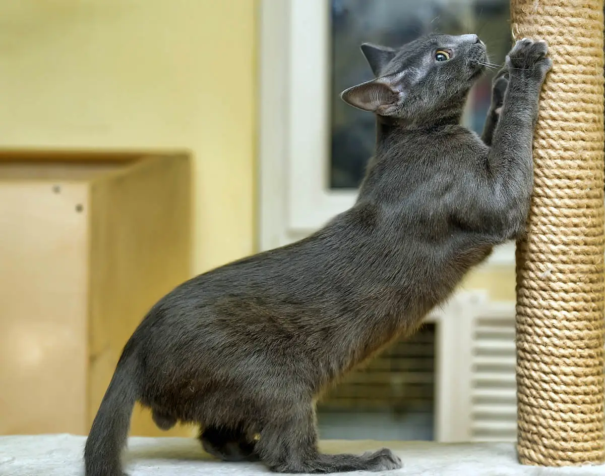 Cat scratching post