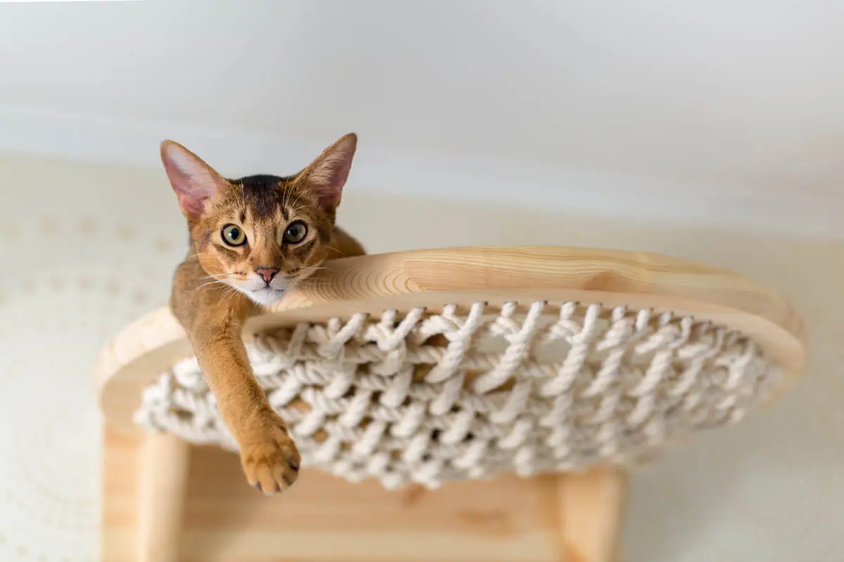 Cat high up in a cat tree