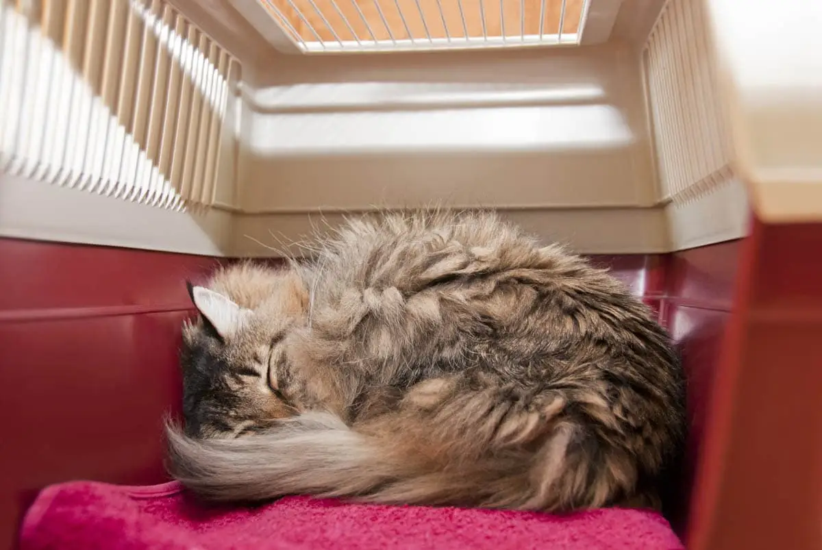 Cat sleeping in a carrier