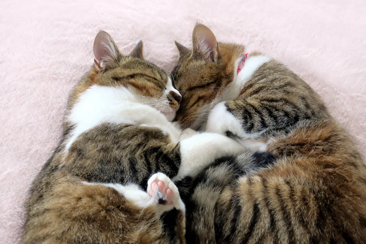 Two bonded cats