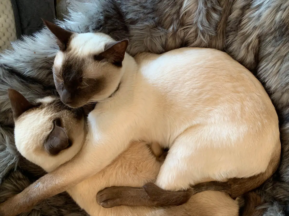 Calvin and Norman