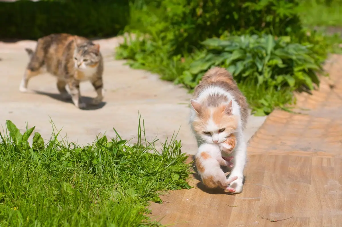 Why do mother cats move their kittens?