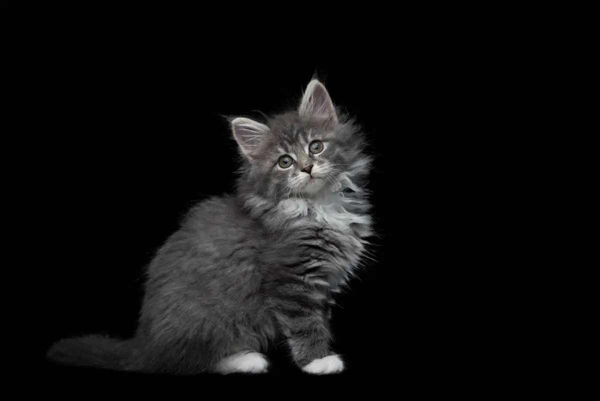 Eight week old kitten