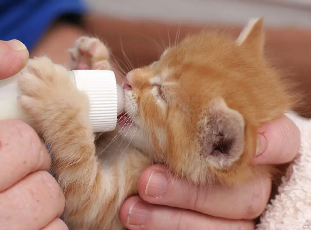 kitten being fed the bottle
