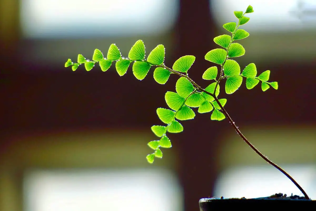 Maidenhair fern