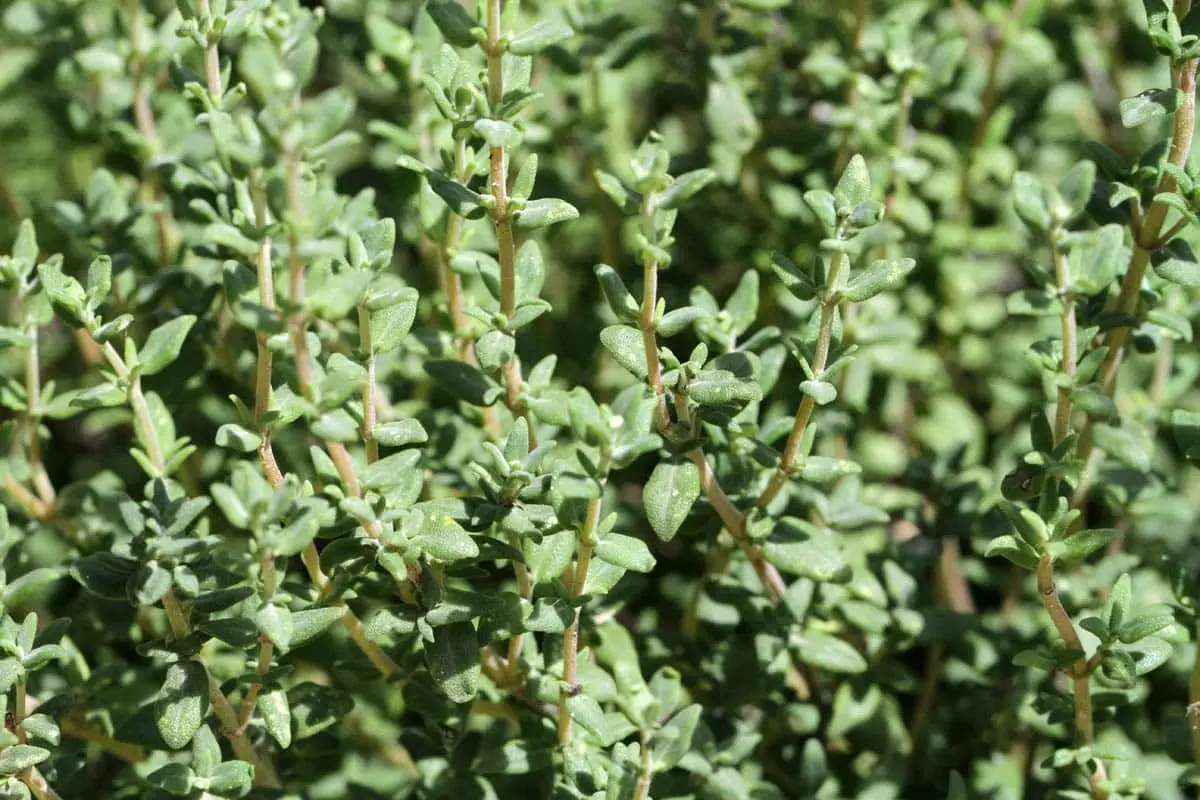 Cat thyme