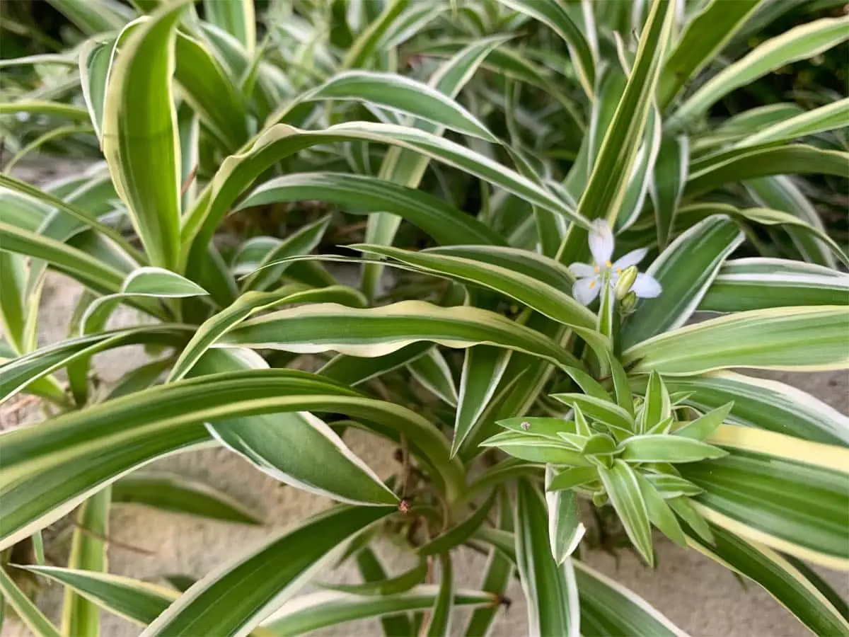 Spider plant