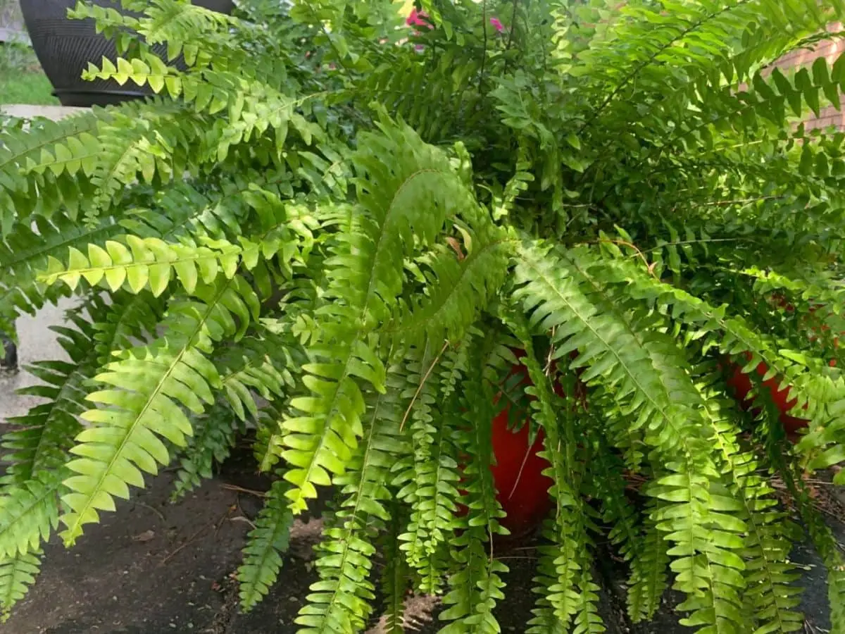 Boston fern