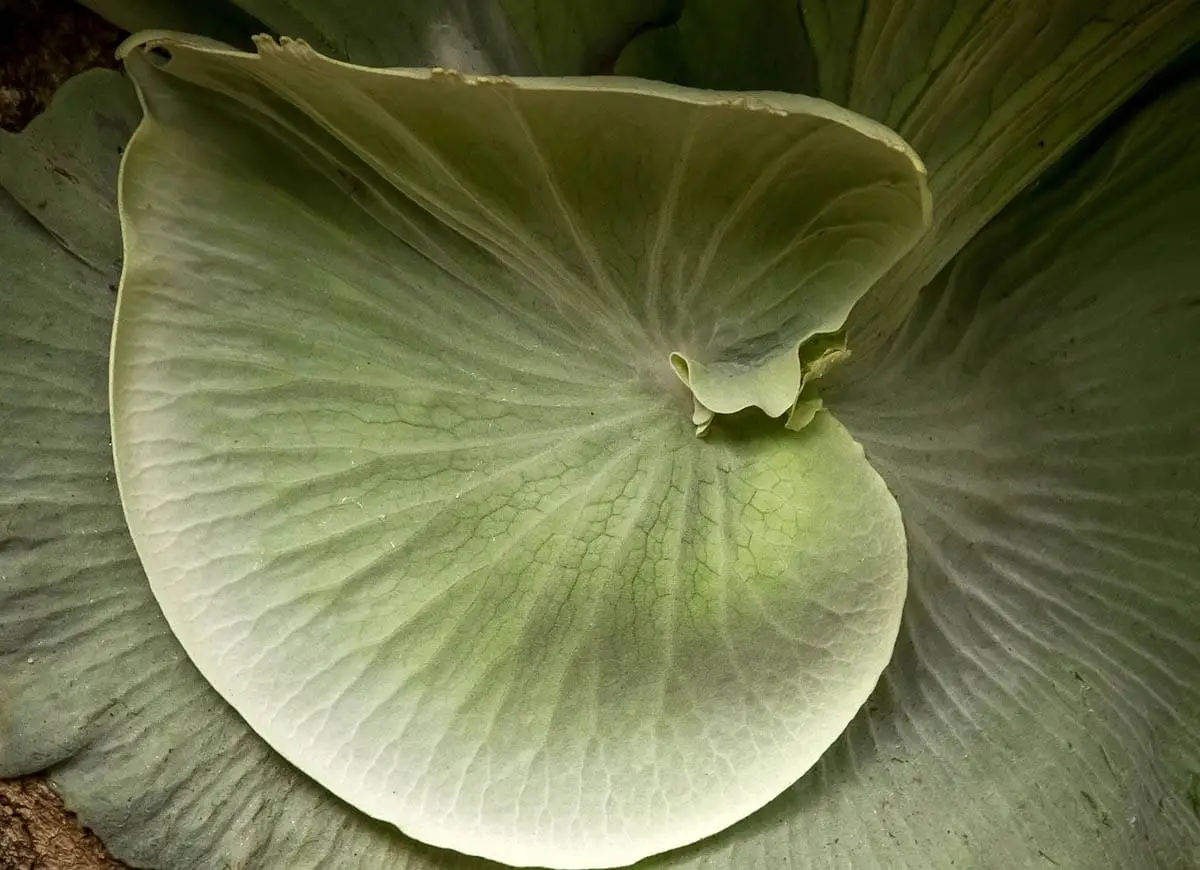 Staghorn fern