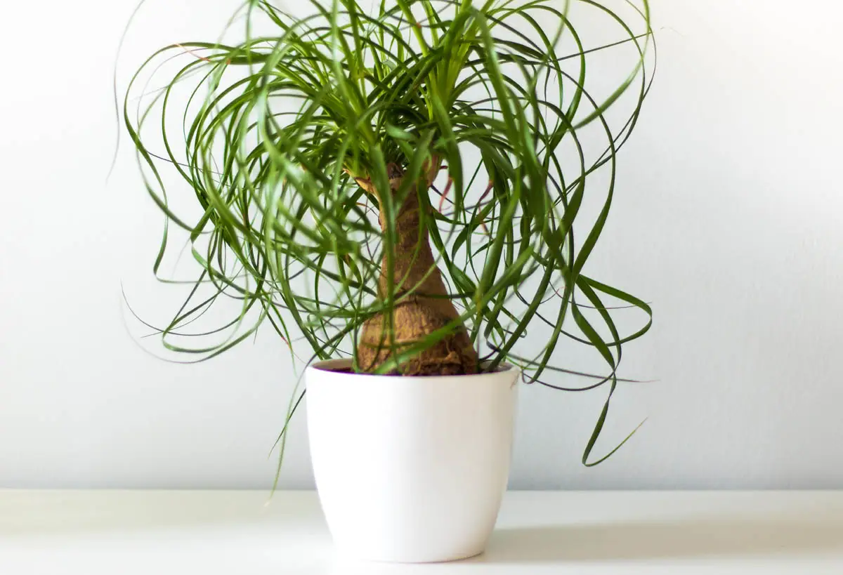Ponytail palm