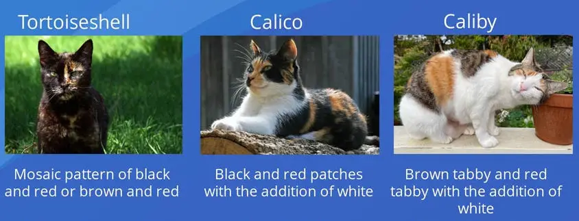 differences between tortoiseshell, calico and caliby