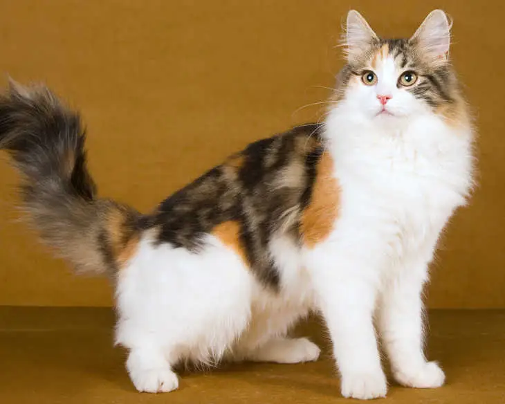 classic tabby caliby pattern