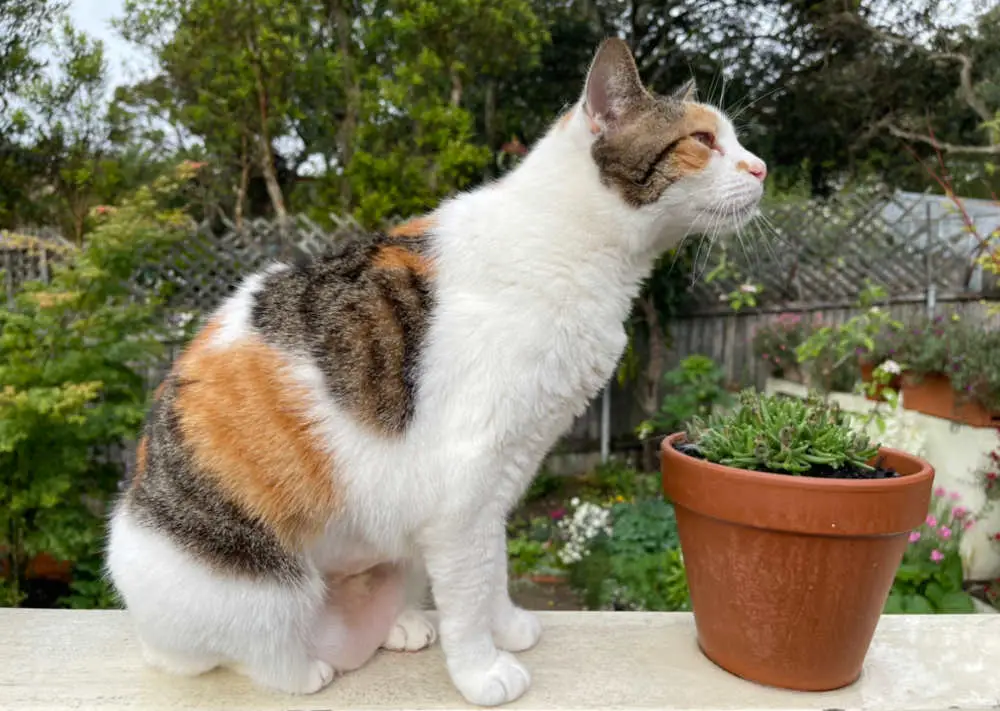 mackerel tabby caliby cat