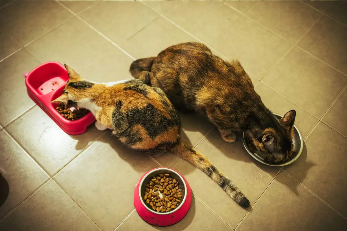 Two cats eating