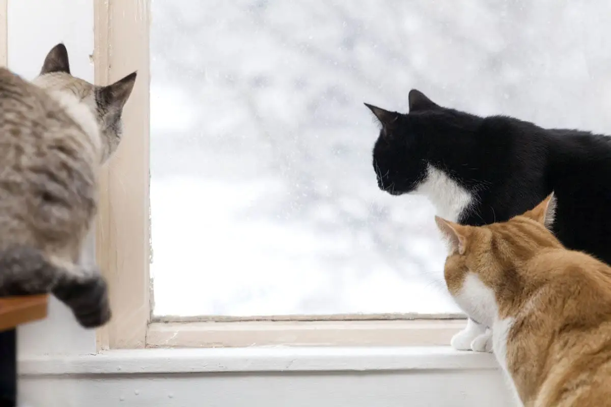 Cats looking out of a window