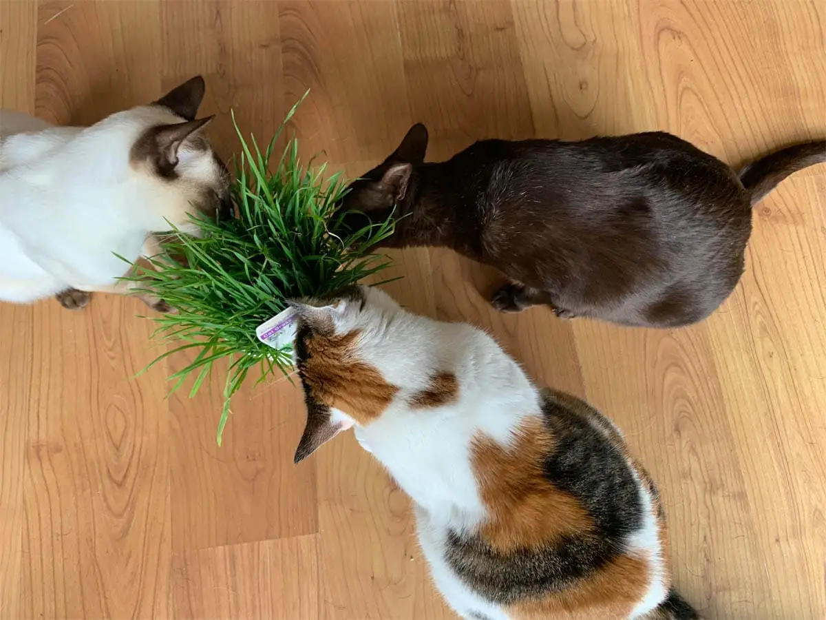 Add some greenery for your cats