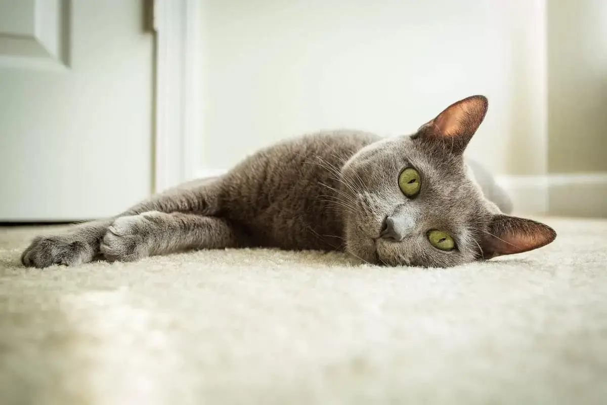 Cosa fare se trovi un gatto?