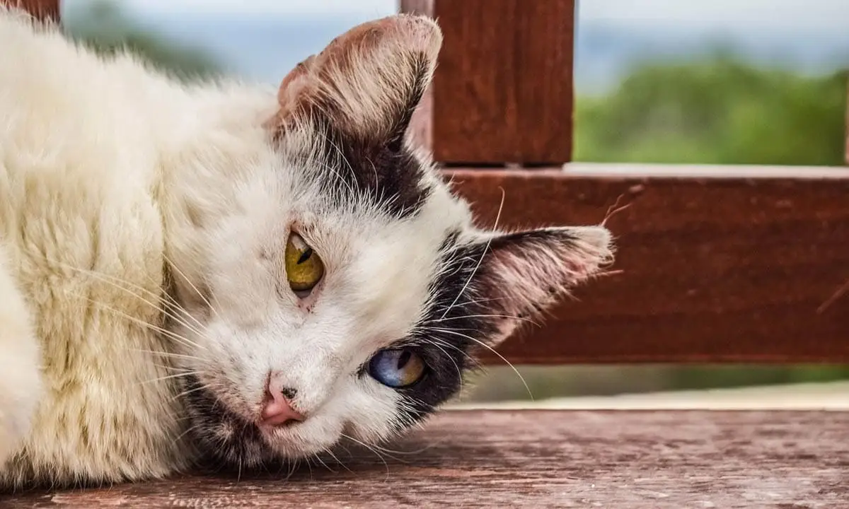 Homeless cat