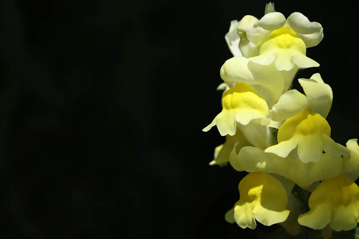 Snapdragon
