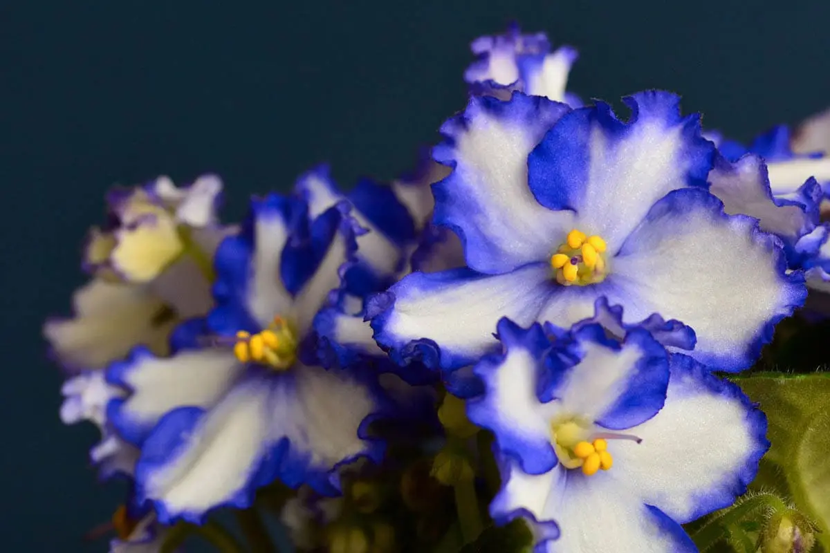 African Violet