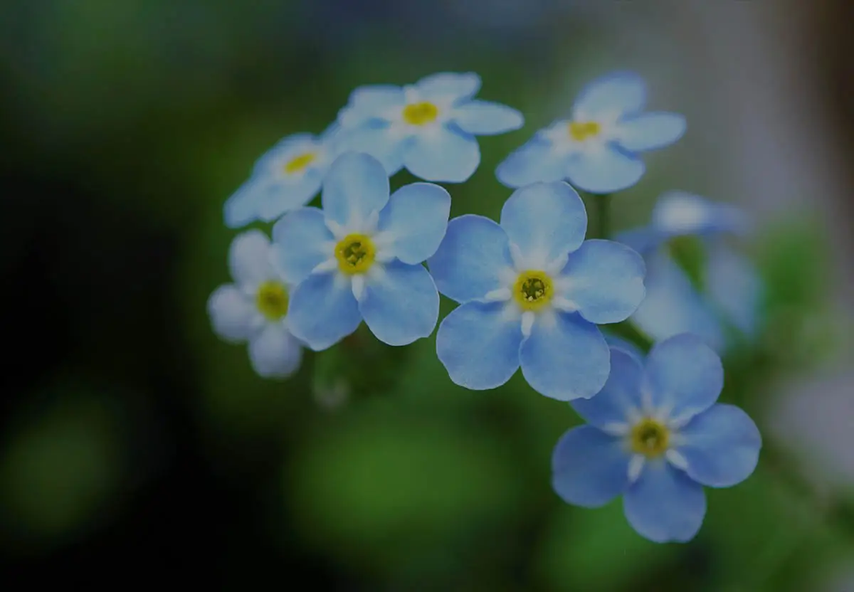 Forget-me-not