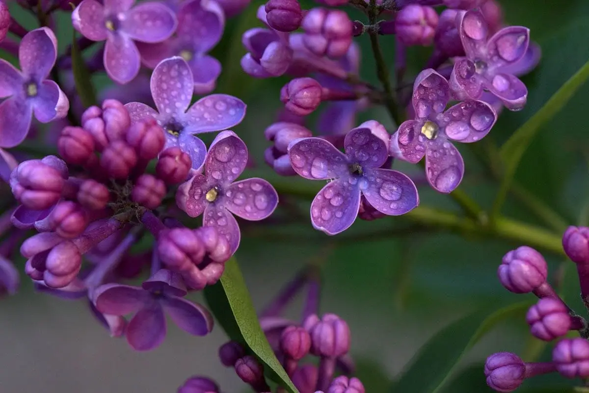 Lilac flowers