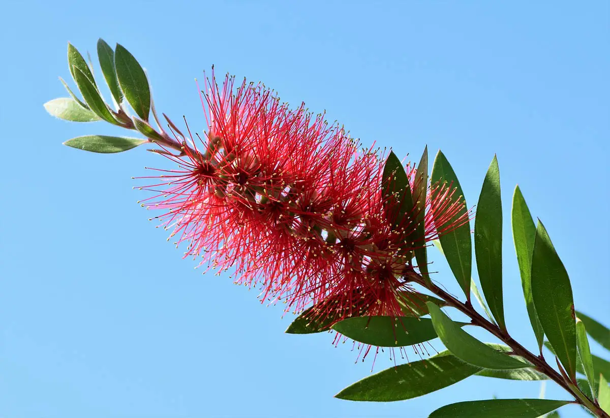 Bottlebrush