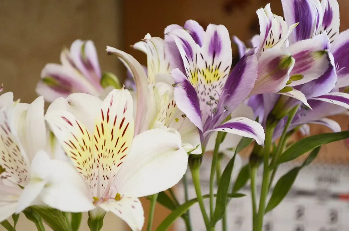Peruvian lily