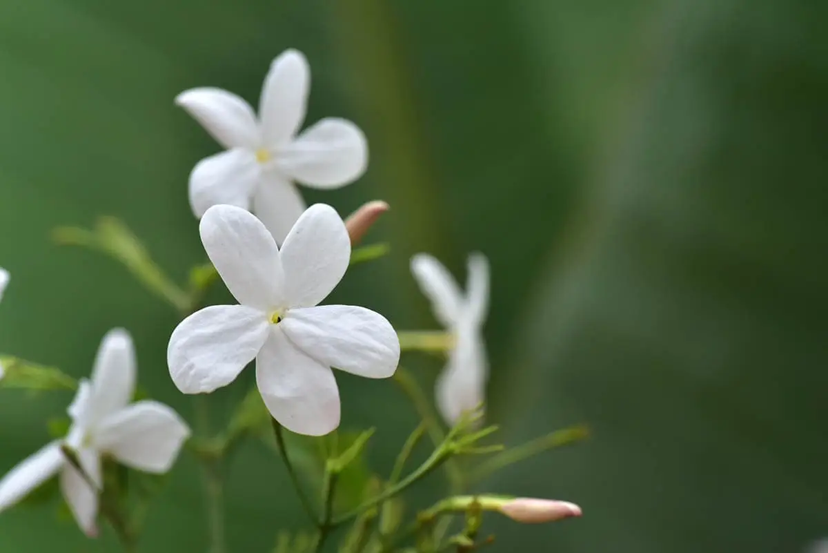 Jasmine vine