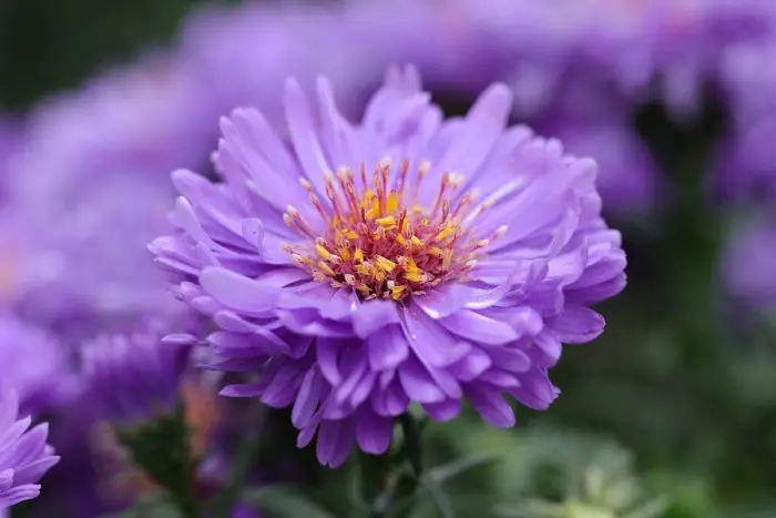 Aster