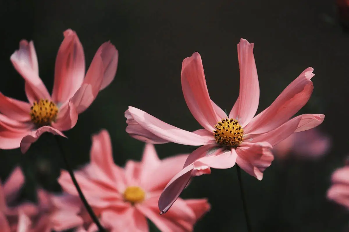 Cosmos flowers