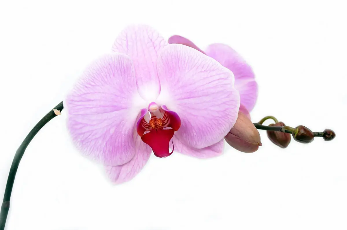 Orchid