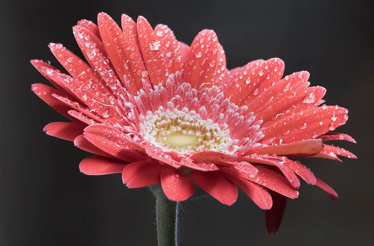 Gerbera