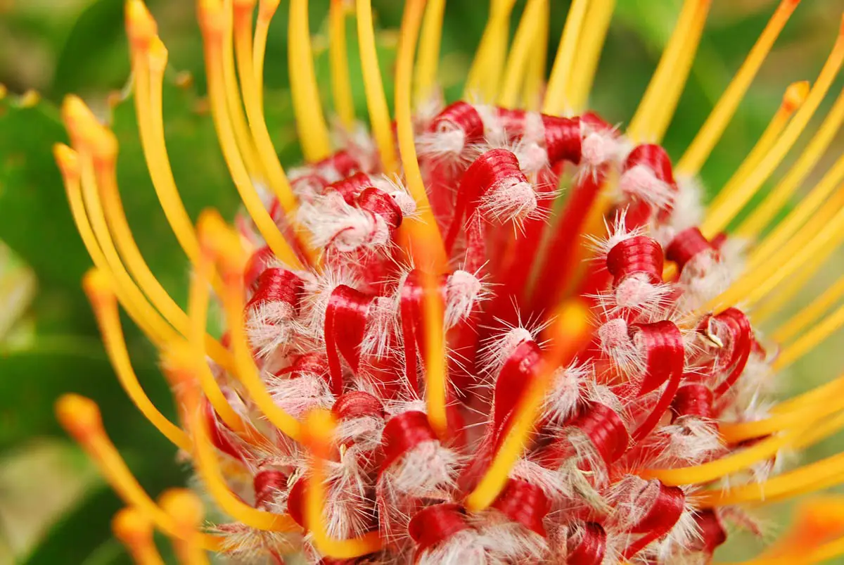 Pincushion plant