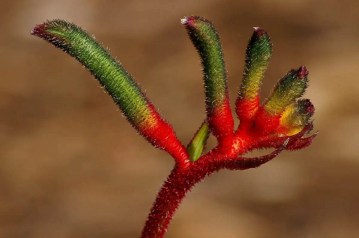 Kangaroo paw