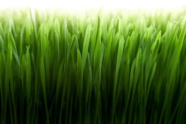 Wheatgrass